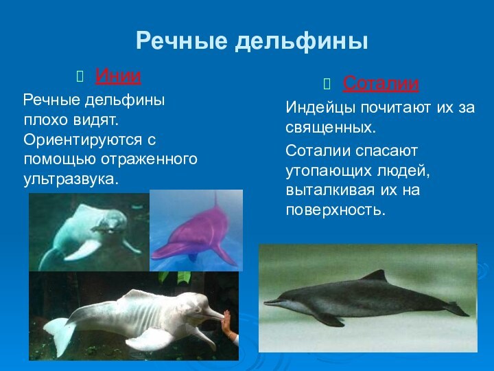 Речные дельфиныИнии  Речные дельфины плохо видят. Ориентируются с помощью отраженного ультразвука.Соталии