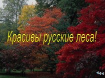 Красивы русские леса