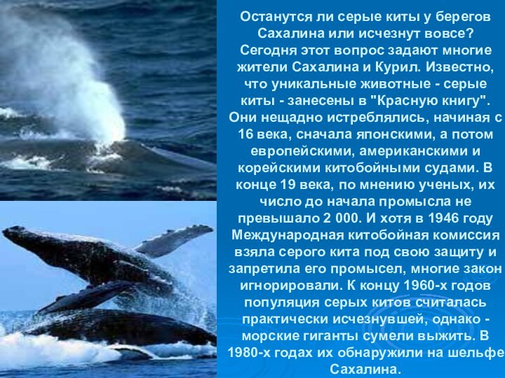 Останутся ли серые киты у берегов Сахалина или исчезнут вовсе? Сегодня этот