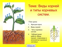 Корневая система растений
