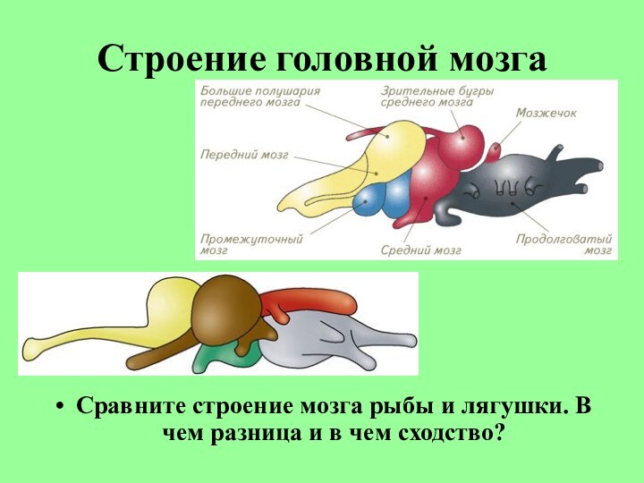 Строение головной мозгаСравните строение мозга рыбы и лягушки. В чем разница и в чем сходство?