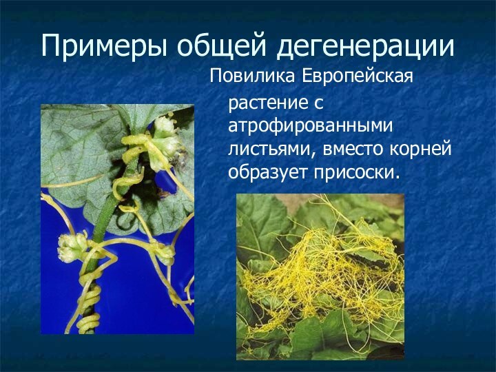 Примеры общей дегенерацииПовилика Европейская  растение с атрофированными листьями, вместо корней образует присоски.