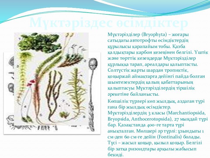 Мүктәрізділер (Bryophyta) – жоғары сатыдағы автотрофты өсімдіктердің құрылысы қарапайым тобы. Қазба
