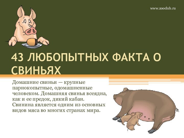 43 ЛЮБОПЫТНЫХ ФАКТА О СВИНЬЯХДомашние свиньи — крупные парнокопытные, одомашненные человеком. Домашняя