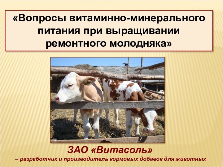 ЗАО «Витасоль» – разработчик и производитель кормовых добавок для животных«Вопросы витаминно-минерального питания при выращивании ремонтного молодняка»