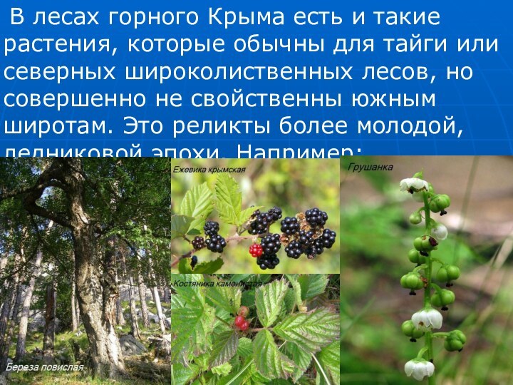 В лесах горного Крыма есть и такие растения, которые обычны для тайги