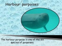 Harbour porpoises