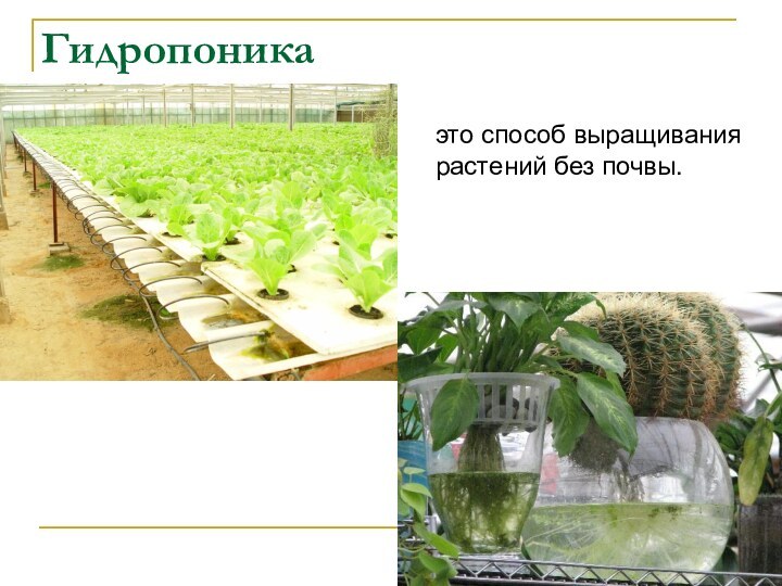 Гидропоникаэто способ выращиваниярастений без почвы.