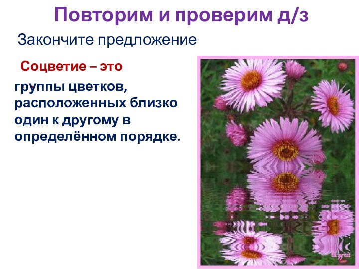 Повторим и проверим д/зЗакончите предложениеСоцветие – это …группы цветков, расположенных близко один