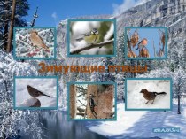 Урок чистоты – береги природу. Покормите птиц зимой