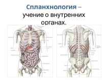 Cпланхнология – учение о внутренних органах
