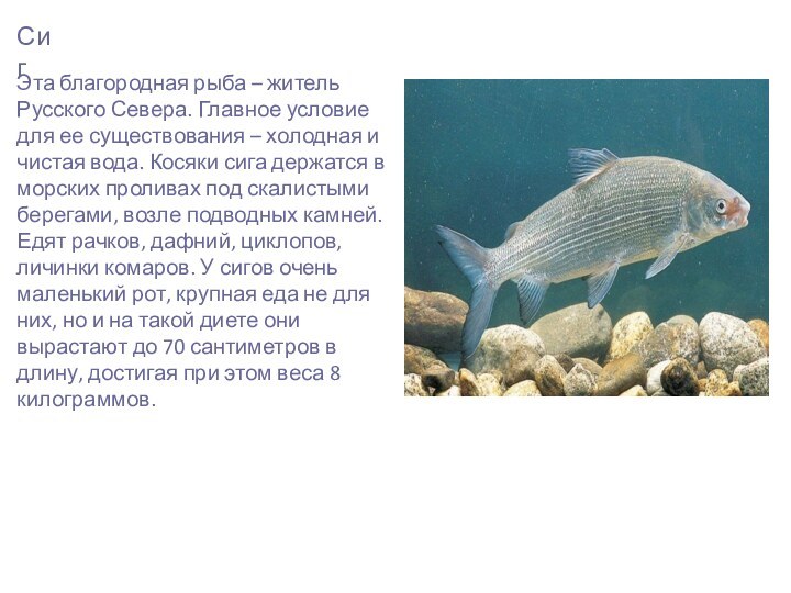 СигЭта благородная рыба – житель Русского Севера. Главное условие для ее существования