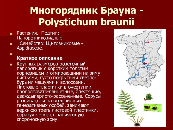 Многорядник Брауна - Polystichum braunii Растения.  Подтип: Папоротниковидные.   Семейство: Щитовниковые - Aspidiaceae. Краткое описаниеКрупных