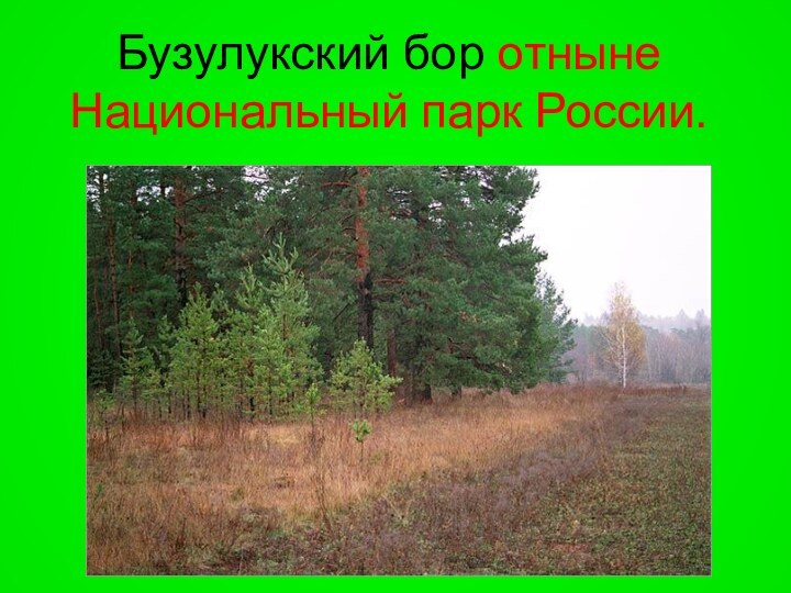 Бузулукский бор отныне Национальный парк России.