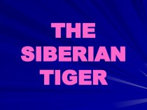 The siberian tiger