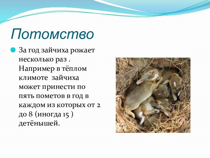 ПотомствоЗа год зайчиха рожает несколько раз . Например в тёплом климоте зайчиха