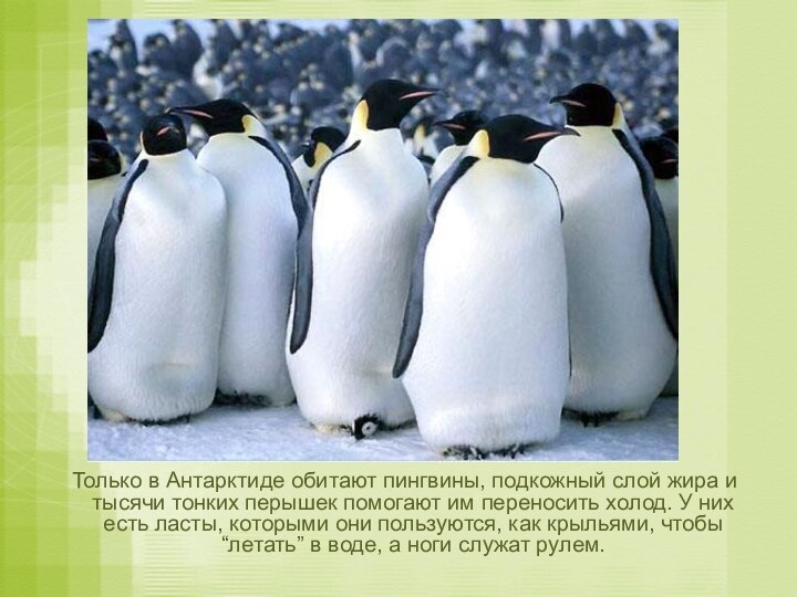 Только в Антарктиде обитают пингвины, подкожный слой жира и тысячи тонких