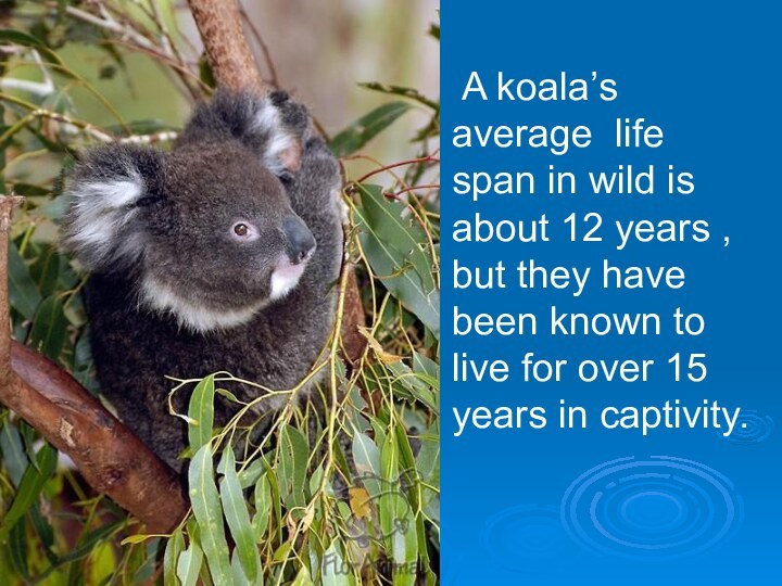 A koala’s average life span in wild is about 12 years ,