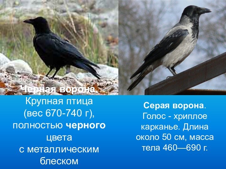 Черная ворона. Крупная птица (вес 670-740 г), полностью черного цвета с металлическим