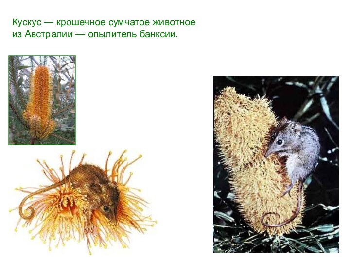Кускус — крошечное сумчатое животное из Австралии — опылитель банксии.