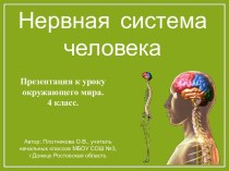 Презентация к уроку по теме Нервная система человека