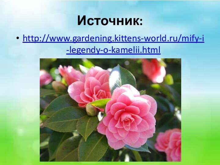 Источник:http://www.gardening.kittens-world.ru/mify-i-legendy-o-kamelii.html