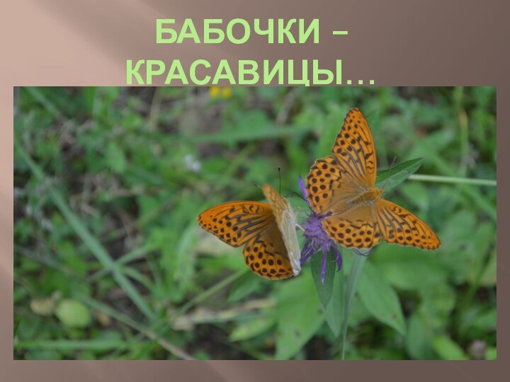 Бабочки – красавицы…