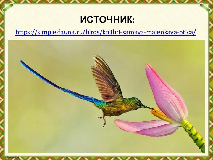 ИСТОЧНИК:https://simple-fauna.ru/birds/kolibri-samaya-malenkaya-ptica/