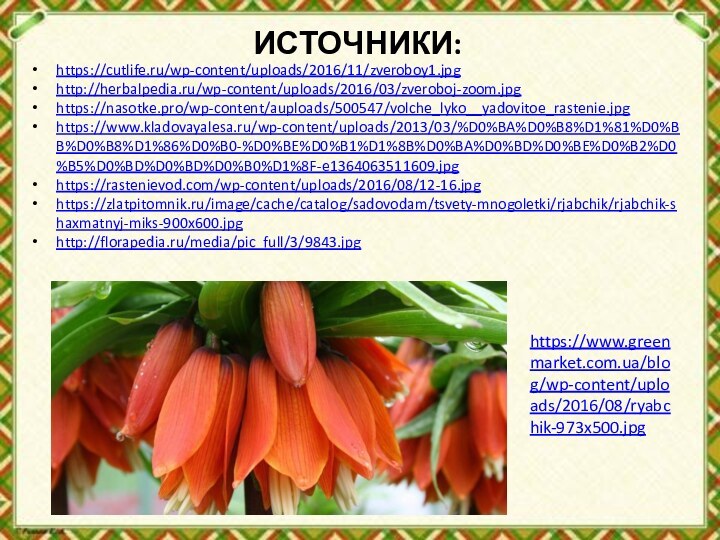 ИСТОЧНИКИ:https://cutlife.ru/wp-content/uploads/2016/11/zveroboy1.jpghttp://herbalpedia.ru/wp-content/uploads/2016/03/zveroboj-zoom.jpghttps://nasotke.pro/wp-content/auploads/500547/volche_lyko__yadovitoe_rastenie.jpghttps://www.kladovayalesa.ru/wp-content/uploads/2013/03/%D0%BA%D0%B8%D1%81%D0%BB%D0%B8%D1%86%D0%B0-%D0%BE%D0%B1%D1%8B%D0%BA%D0%BD%D0%BE%D0%B2%D0%B5%D0%BD%D0%BD%D0%B0%D1%8F-e1364063511609.jpghttps://rastenievod.com/wp-content/uploads/2016/08/12-16.jpghttps://zlatpitomnik.ru/image/cache/catalog/sadovodam/tsvety-mnogoletki/rjabchik/rjabchik-shaxmatnyj-miks-900x600.jpghttp://florapedia.ru/media/pic_full/3/9843.jpghttps://www.greenmarket.com.ua/blog/wp-content/uploads/2016/08/ryabchik-973x500.jpg