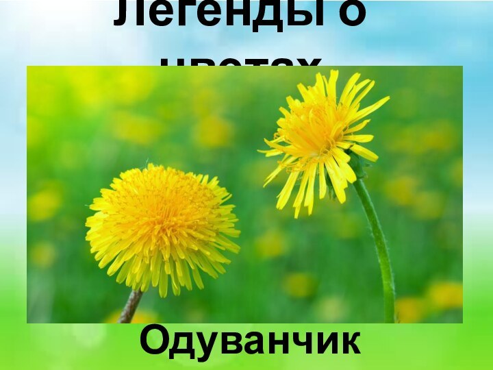 Легенды о цветах Одуванчик