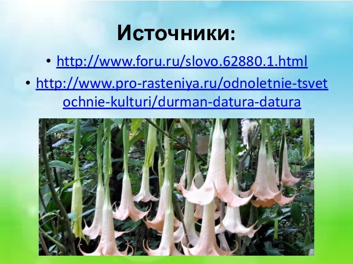 Источники:http://www.foru.ru/slovo.62880.1.htmlhttp://www.pro-rasteniya.ru/odnoletnie-tsvetochnie-kulturi/durman-datura-datura