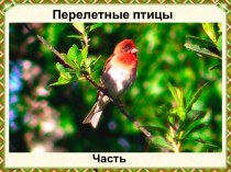 Презентация Перелетные птицы, (часть 2)