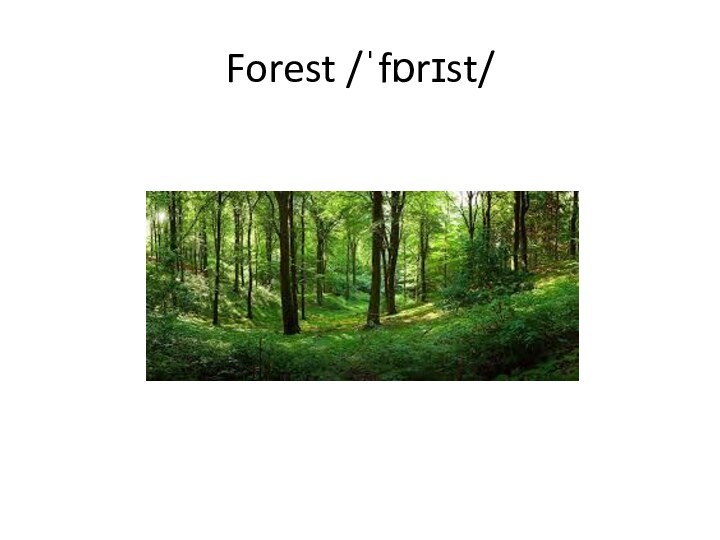 Forest /ˈfɒrɪst/