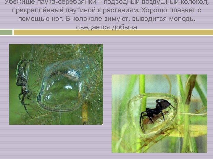 Убежище паука-серебрянки – подводный воздушный колокол, прикреплённый паутиной к растениям..Хорошо плавает с