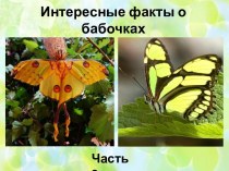 Презентация Интересные факты о бабочках. Часть 3