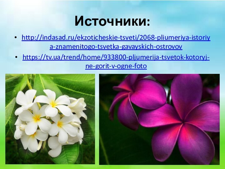Источники:http://indasad.ru/ekzoticheskie-tsveti/2068-pliumeriya-istoriya-znamenitogo-tsvetka-gavayskich-ostrovovhttps://tv.ua/trend/home/933800-pljumerija-tsvetok-kotoryj-ne-gorit-v-ogne-foto