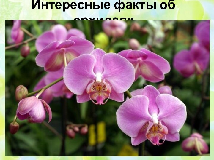 Интересные факты об орхидеях