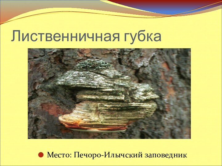 Лиственничная губкаМесто: Печоро-Илычский заповедник