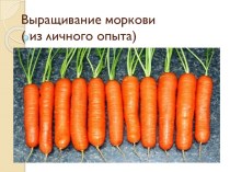 Презентация Выращивание моркови