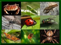 Урок Класс Насекомые. Многообразие насекомых