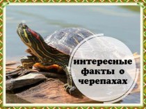 Презентация Интересные факты о черепахах