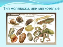 Презентация Тип моллюски, или мягкотелые