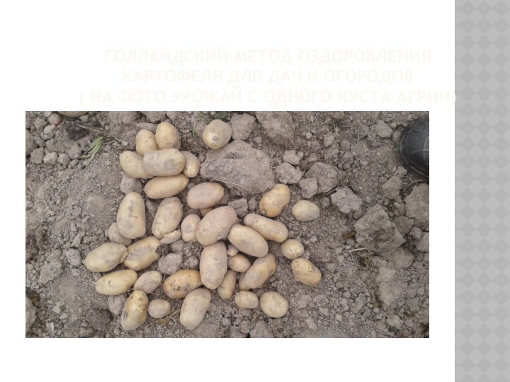 Голландский метод оздоровления картофеля для дач и огородов  ( на фото