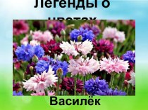 Презентация Легенды о цветах. Василёк