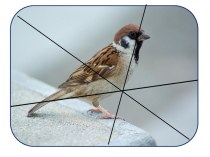 Комплект дидактических карточек Птицы Ростовской области