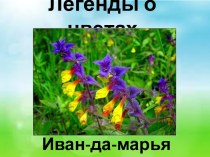 Презентация Легенды о цветах. Иван-да-марья