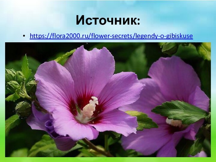 Источник:https://flora2000.ru/flower-secrets/legendy-o-gibiskuse