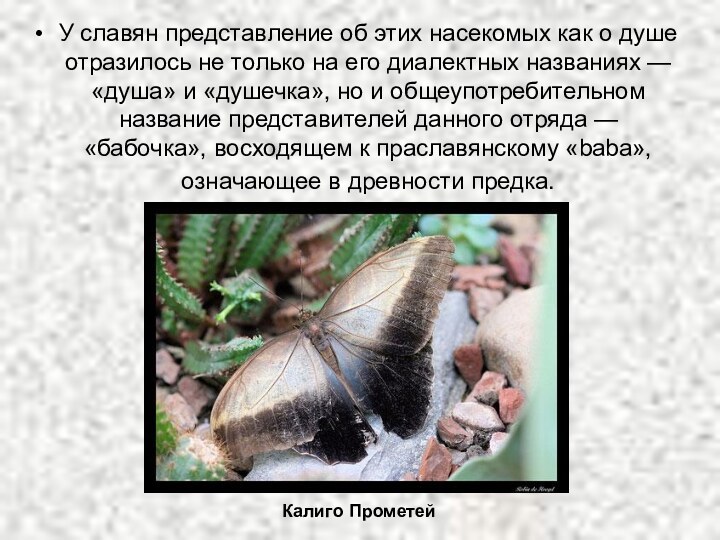 У славян представление об этих насекомых как о душе отразилось не только