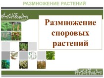 Презентация Размножение споровых растений