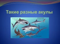 Презентация Такие разные акулы к кроссворду Опасные обитатели моря
